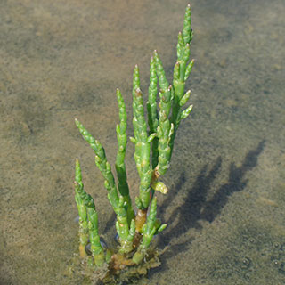 salicorna europaea